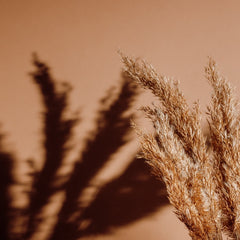 Natural Brown Pampas Grass for Home Decor