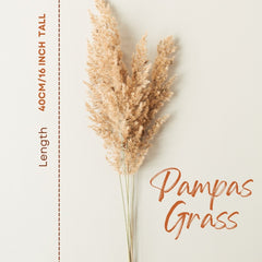 Natural Brown Pampas Grass for Home Decor