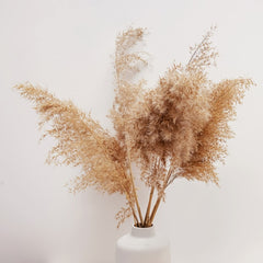 Natural Brown Pampas Grass for Home Decor