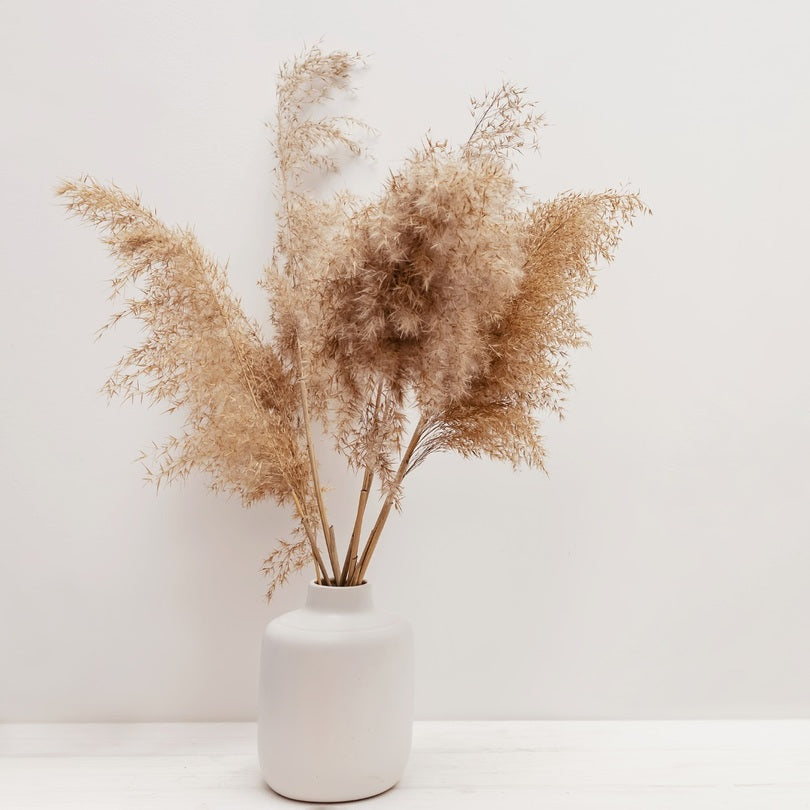 Natural Brown Pampas Grass for Home Decor